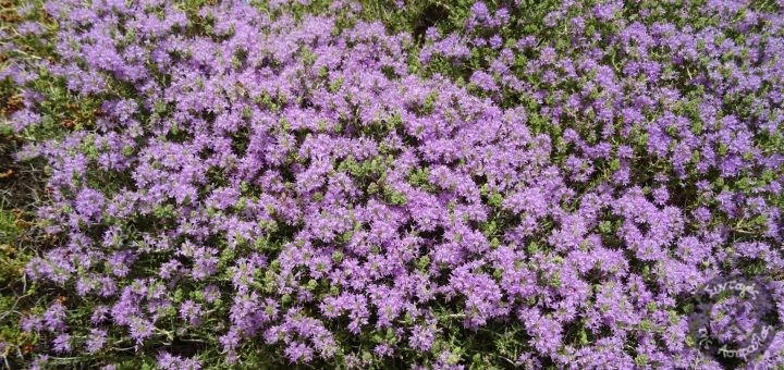 ÎÏοÏÎλεÏμα εικÏÎ½Î±Ï Î³Î¹Î± θÏ
μαÏι